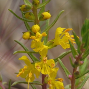 Photographie n°773497 du taxon Odontites luteus (L.) Clairv. [1811]