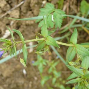 Photographie n°773521 du taxon Lysimachia foemina (Mill.) U.Manns & Anderb.