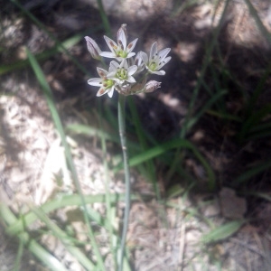  - Nothoscordum Kunth [1843]