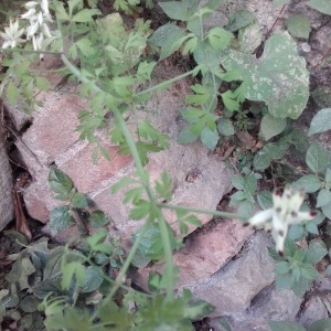 Photographie n°773536 du taxon Rostraria à crête