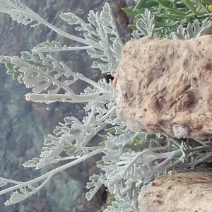 Photographie n°773609 du taxon Cineraria maritima (L.) L. [1763]