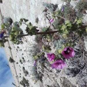 Photographie n°773615 du taxon Malva arborea (L.) Webb & Berthel.