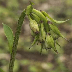 Photographie n°773792 du taxon Lilium martagon L.