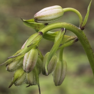 Photographie n°773793 du taxon Lilium martagon L.