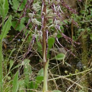 Photographie n°773999 du taxon Himantoglossum hircinum (L.) Spreng. [1826]