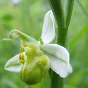  - Ophrys apifera var. flavescens Rosbach [1880]