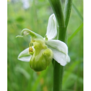 Ophrys apifera var. flavescens Rosbach