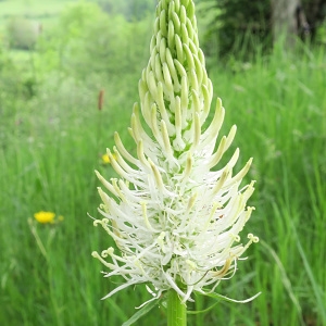 Photographie n°774195 du taxon Phyteuma spicatum L. [1753]