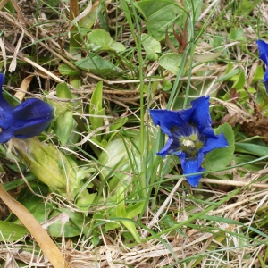 Photographie n°774254 du taxon Gentiana acaulis L. [1753]