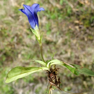 Photographie n°774258 du taxon Gentiana acaulis L. [1753]