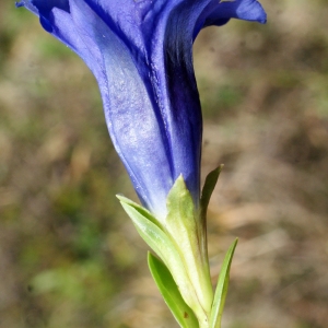 Photographie n°774263 du taxon Gentiana acaulis L. [1753]