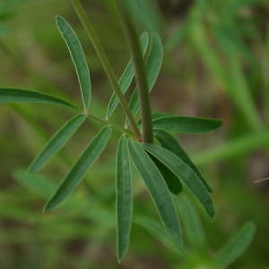 Photographie n°774418 du taxon Anthyllis vulneraria L. [1753]