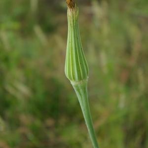 Photographie n°774431 du taxon Tragopogon pratensis L. [1753]