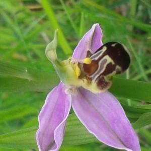 Photographie n°774450 du taxon Ophrys apifera Huds. [1762]