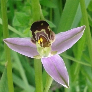 Photographie n°774451 du taxon Ophrys apifera Huds. [1762]