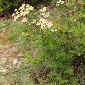 Photographie n°774609 du taxon Tanacetum corymbosum (L.) Sch.Bip. [1844]