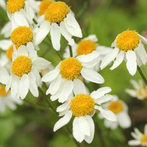 Photographie n°774611 du taxon Tanacetum corymbosum (L.) Sch.Bip. [1844]