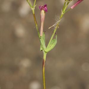 Photographie n°774618 du taxon Silene armeria L. [1753]