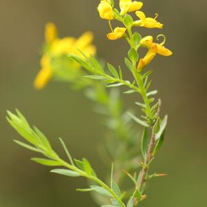 Photographie n°774621 du taxon Genista anglica L. [1753]