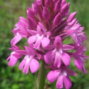 Photographie n°774806 du taxon Anacamptis pyramidalis (L.) Rich. [1817]