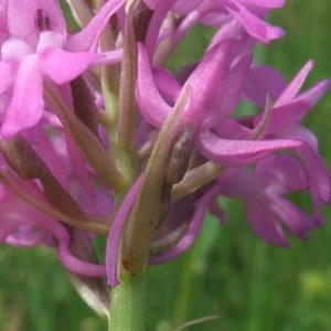 Photographie n°774813 du taxon Anacamptis pyramidalis (L.) Rich. [1817]