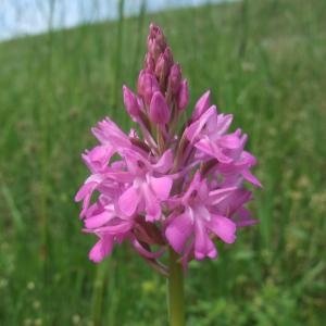 Photographie n°774814 du taxon Anacamptis pyramidalis (L.) Rich. [1817]