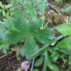 Photographie n°774830 du taxon Anemone sylvestris L.