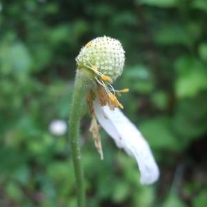 Photographie n°774833 du taxon Anemone sylvestris L.