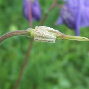 Photographie n°774836 du taxon Aquilegia vulgaris L. [1753]