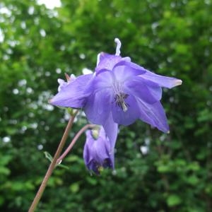 Photographie n°774841 du taxon Aquilegia vulgaris L. [1753]