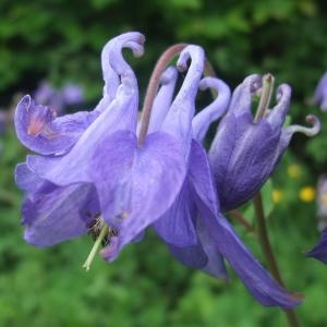 Photographie n°774842 du taxon Aquilegia vulgaris L. [1753]