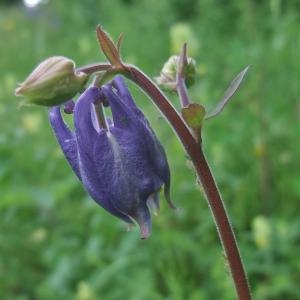 Photographie n°774843 du taxon Aquilegia vulgaris L. [1753]