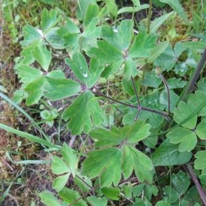 Photographie n°774844 du taxon Aquilegia vulgaris L. [1753]