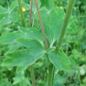 Photographie n°774845 du taxon Aquilegia vulgaris L. [1753]