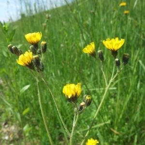 Photographie n°774884 du taxon Pilosella piloselloides (Vill.) Soják [1971]