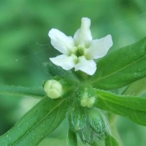 Photographie n°774911 du taxon Lithospermum officinale L. [1753]