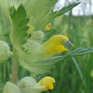 Photographie n°774943 du taxon Rhinanthus alectorolophus (Scop.) Pollich [1777]