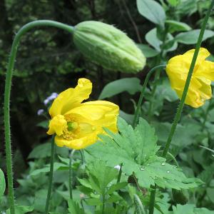 Photographie n°775188 du taxon Meconopsis cambrica (L.) Vig.