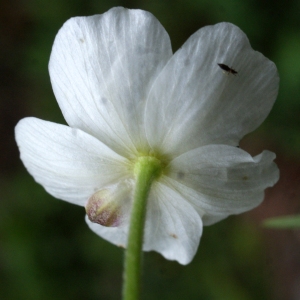 - Ranunculus aconitifolius L. [1753]