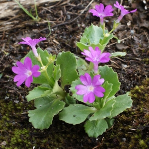 Photographie n°775553 du taxon Primula hirsuta All. [1773]