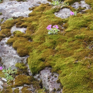 Photographie n°775563 du taxon Primula hirsuta All. [1773]