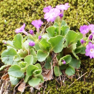 Photographie n°775564 du taxon Primula hirsuta All. [1773]