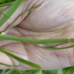 Photographie n°775613 du taxon Tragopogon pratensis L. [1753]