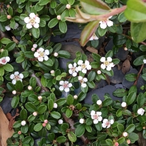 Photographie n°775619 du taxon Cotoneaster horizontalis Decne. [1879]