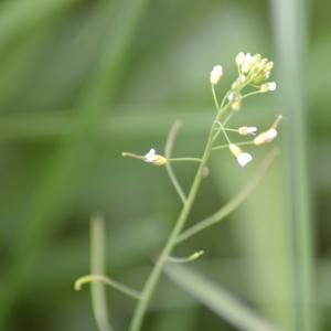 Photographie n°775637 du taxon Arabidopsis thaliana (L.) Heynh. [1842]