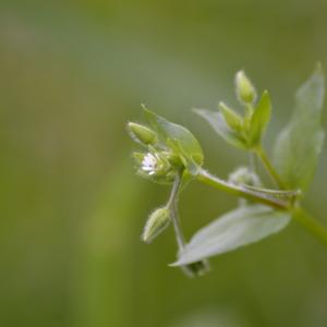 Photographie n°775639 du taxon Céraiste des fontaines