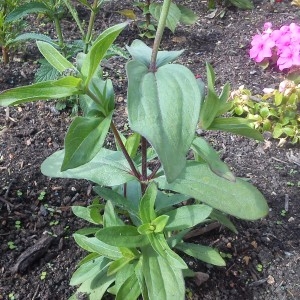 Photographie n°775653 du taxon Zinnia L. [1759]