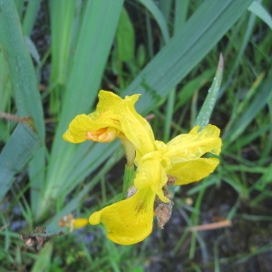 Photographie n°775744 du taxon Iris pseudacorus L. [1753]