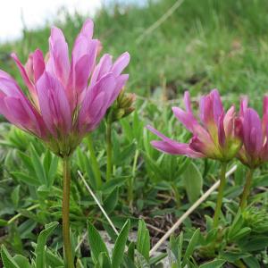 Photographie n°775798 du taxon Trifolium alpinum L. [1753]