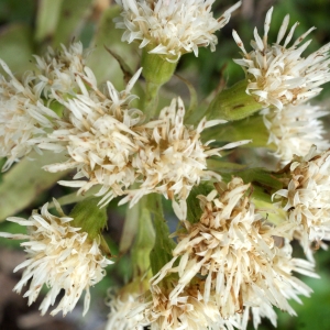 Photographie n°776037 du taxon Petasites albus (L.) Gaertn. [1791]